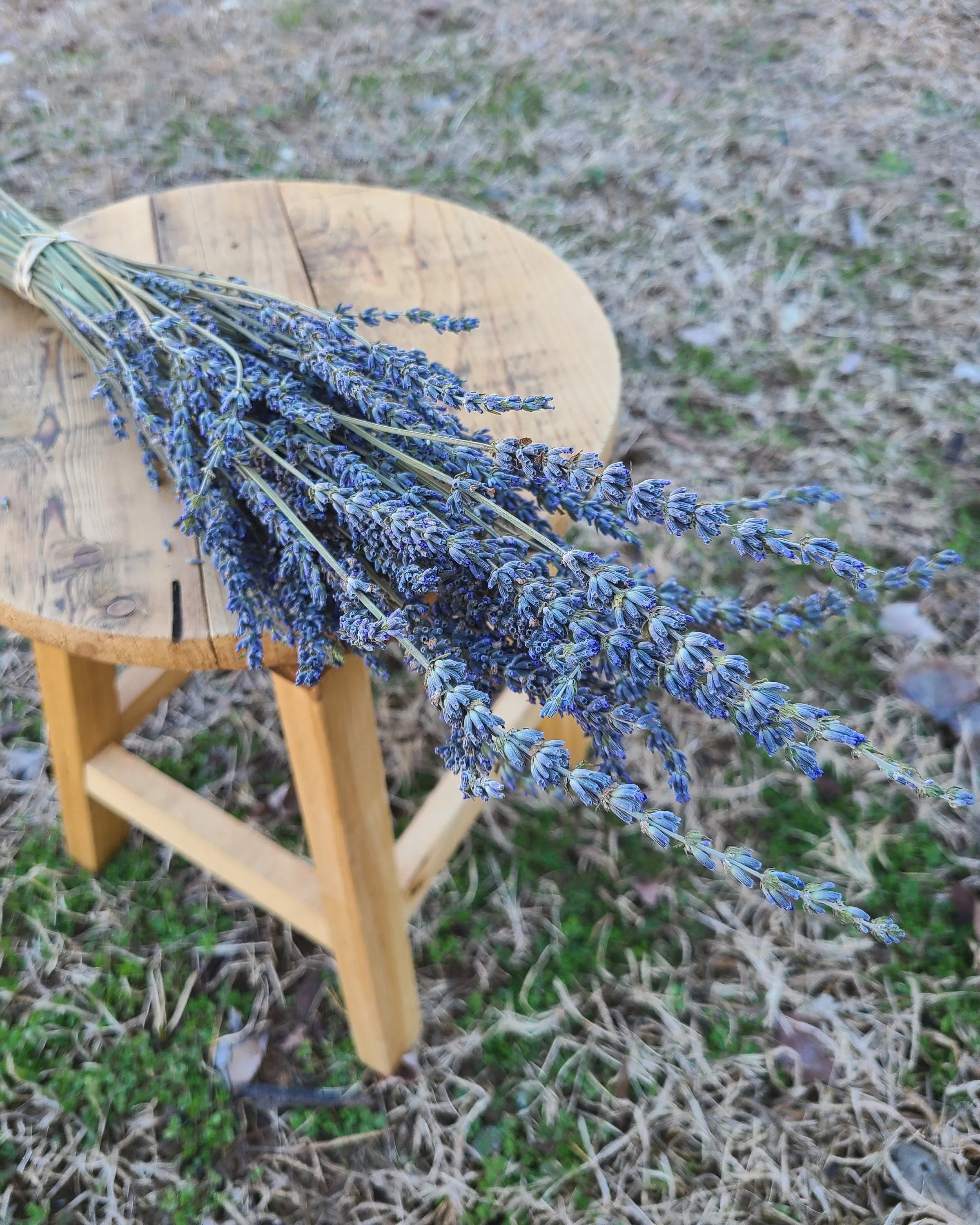 Dried French Lavender Bunch/ Grosso Lavender/ Fragrant