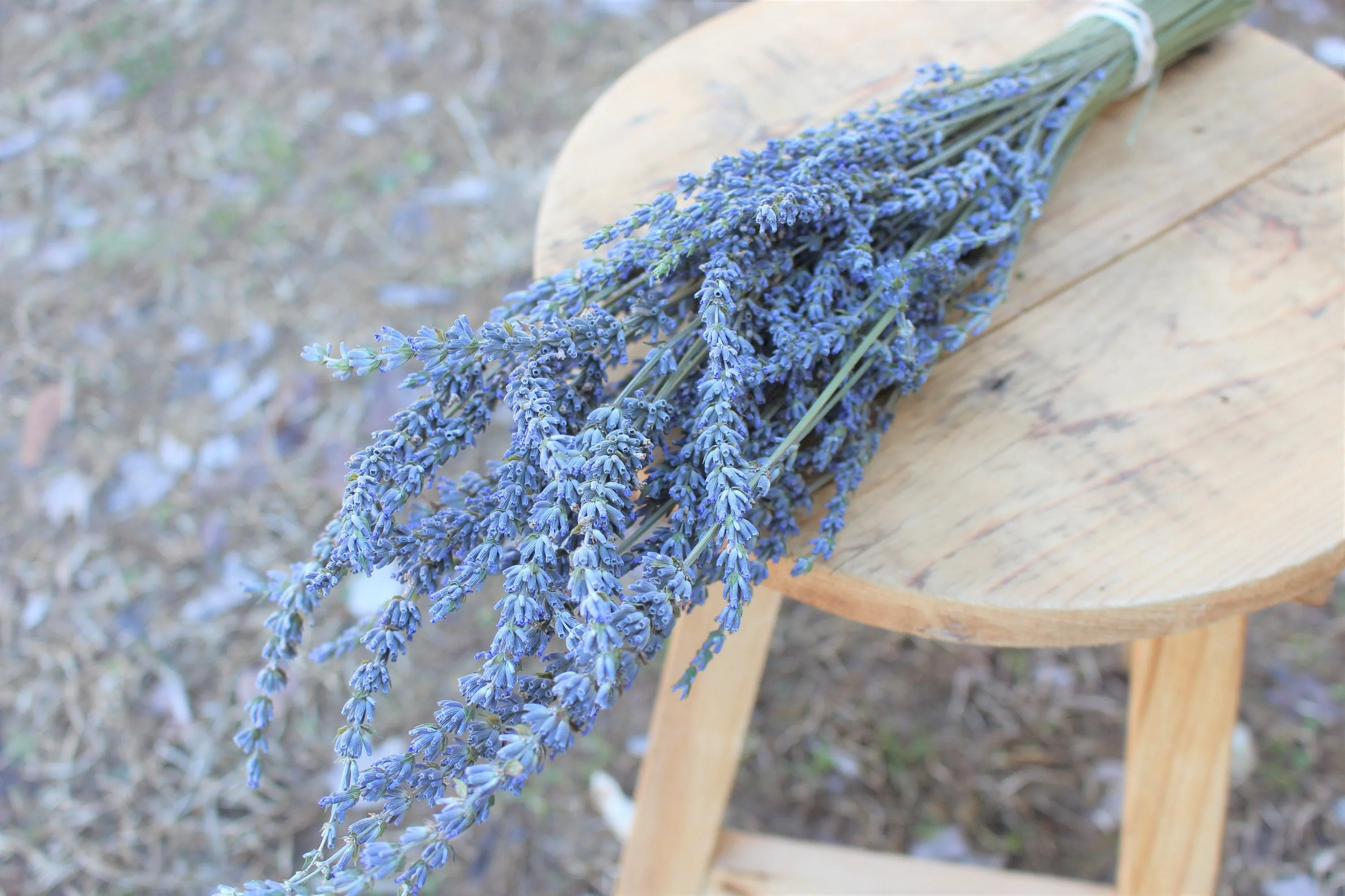 Dried French Lavender Bunch/ Grosso Lavender/ Fragrant