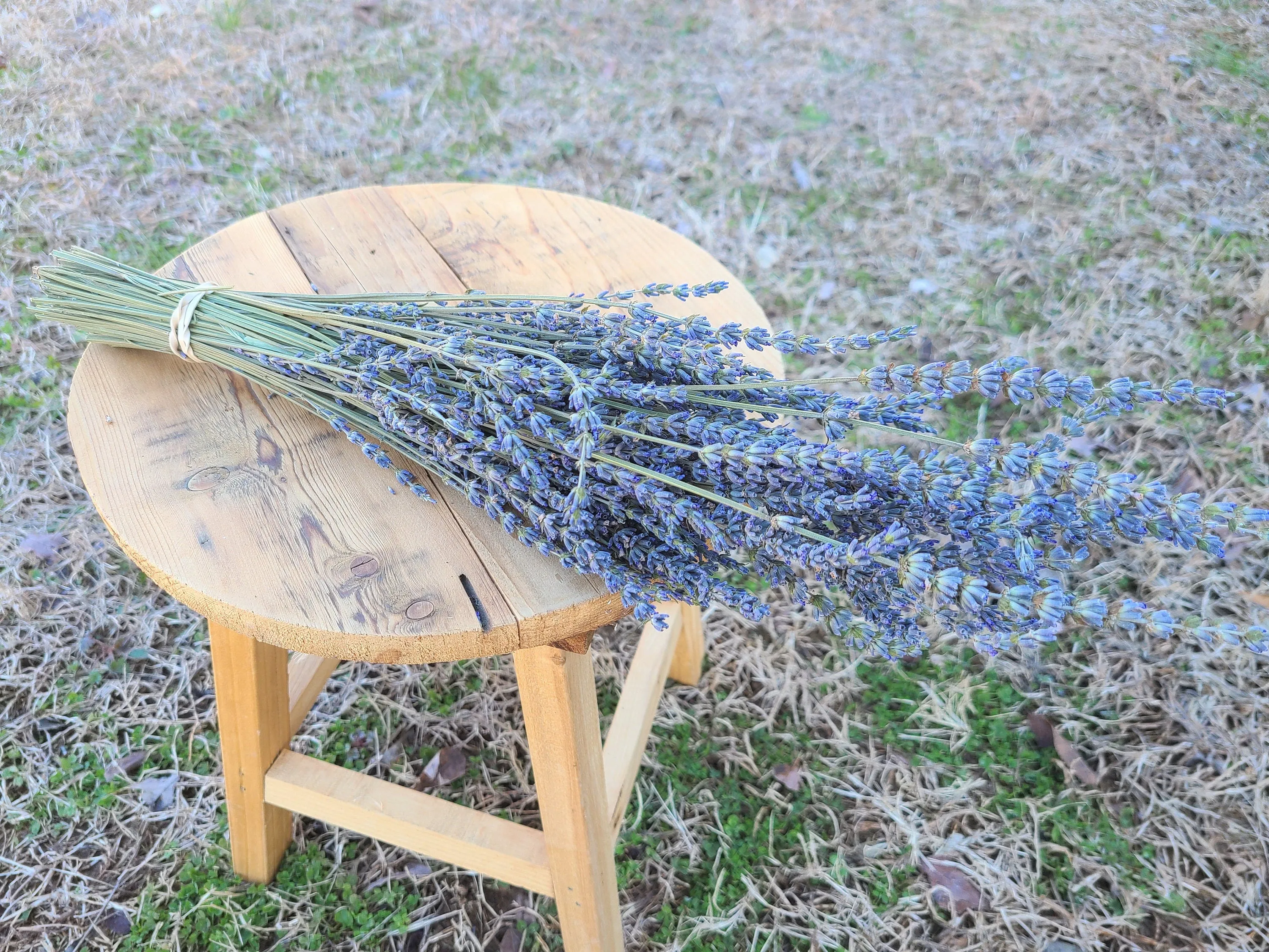 Dried French Lavender Bunch/ Grosso Lavender/ Fragrant