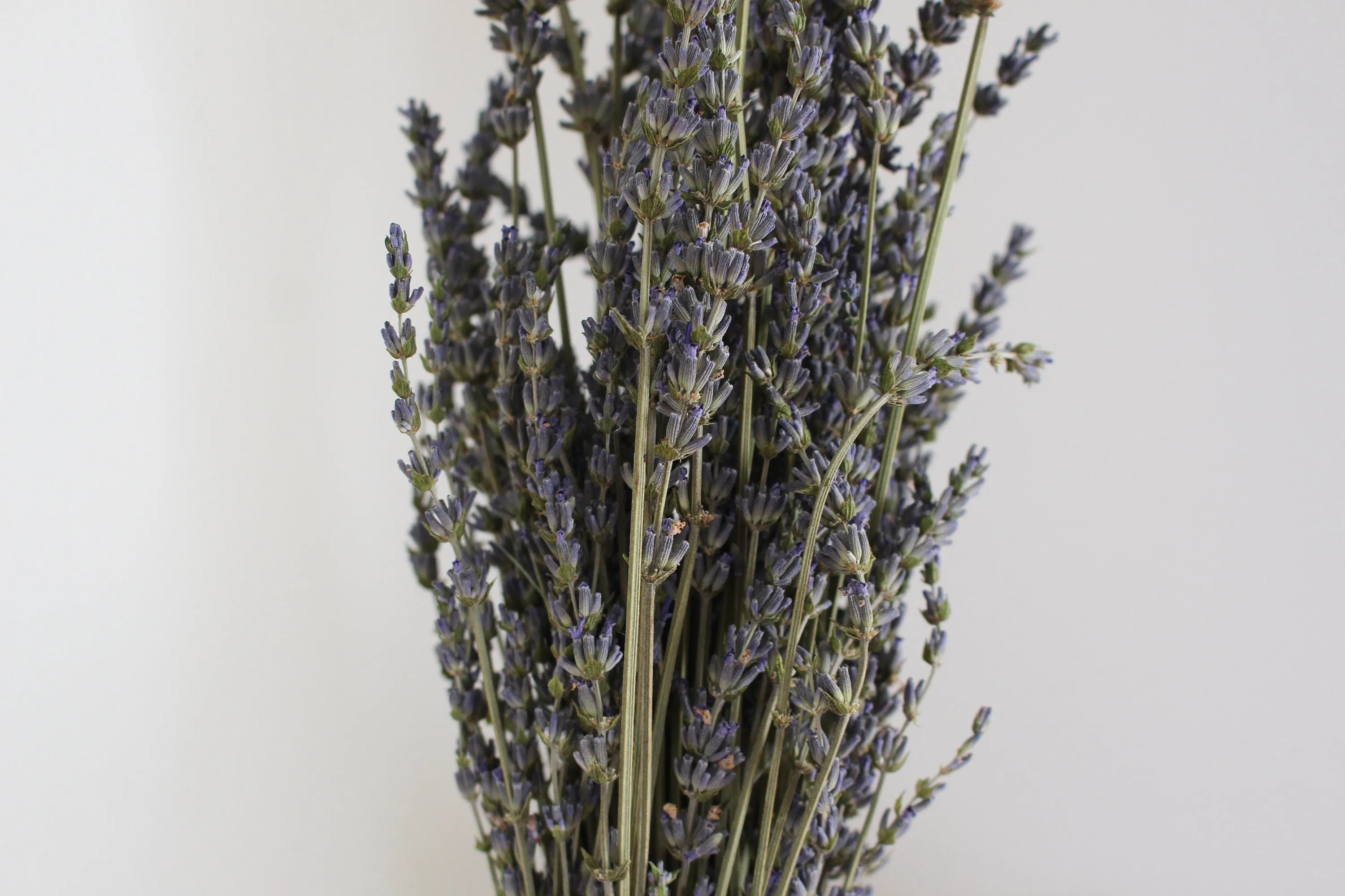 Dried French Lavender Bunch/ Grosso Lavender/ Fragrant