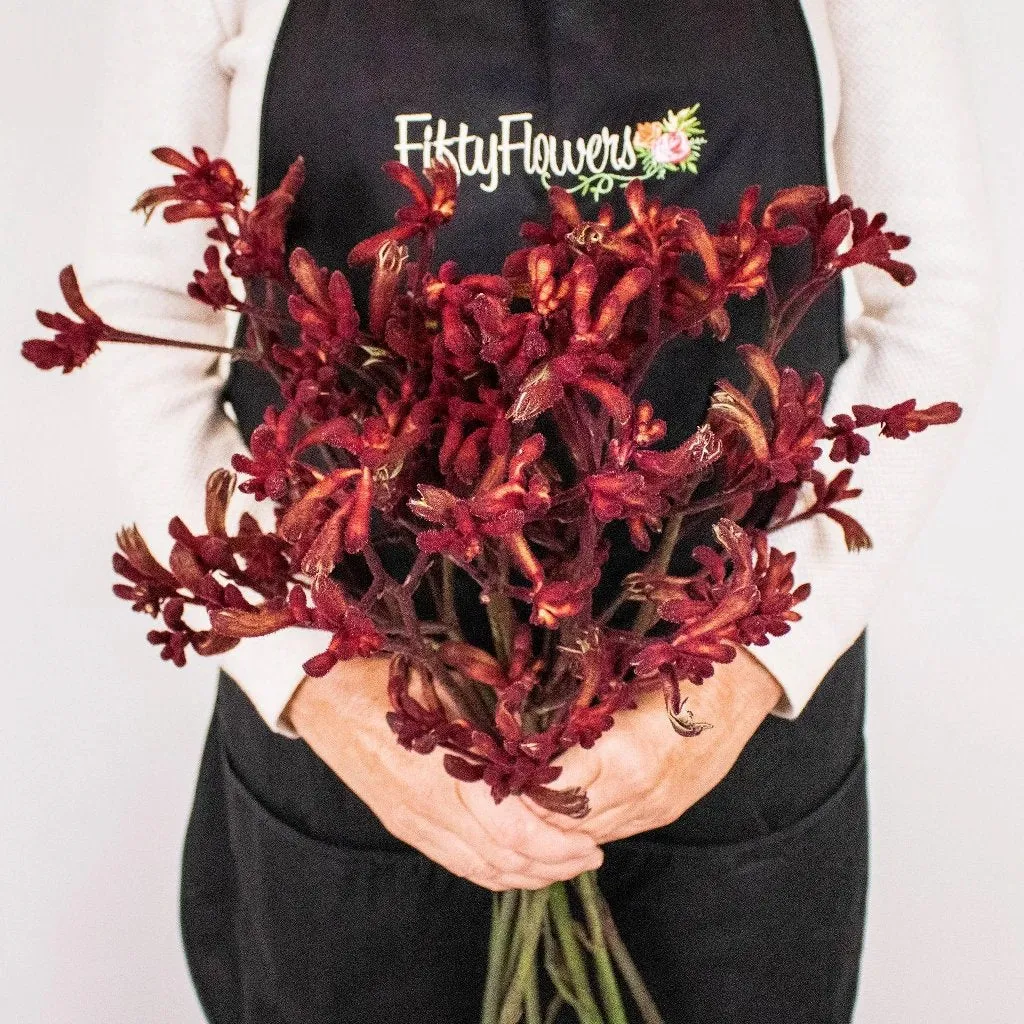 Red Kangaroo Paw Flowers