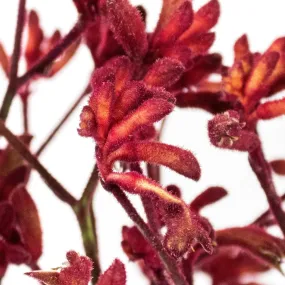 Red Kangaroo Paw Flowers